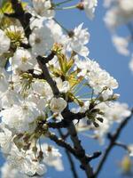 ein Baum mit Weiß Blumen gegen ein Blau Himmel foto