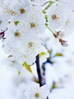 ein Baum mit Weiß Blumen gegen ein Blau Himmel foto