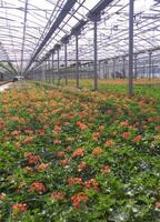 ein groß Feld von rot Blumen im ein Gewächshaus foto