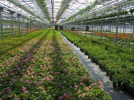 ein groß Feld von rot Blumen im ein Gewächshaus foto