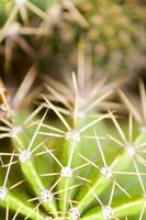 ein schließen oben von ein Kaktus Pflanze mit Spikes foto