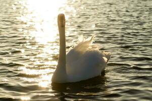 ein Weiß Schwan Schwimmen im ein See foto