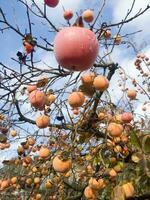 Kokosnuss Baum im Herbst foto