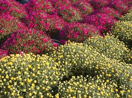 ein groß Gruppe von rot Blumen im ein Garten foto