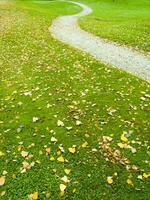 ein Grün Gras Feld mit viele Blätter auf es foto