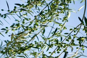 ein schließen oben von Grün Oliven auf ein Baum foto