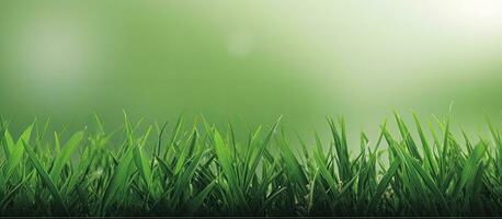 Banner mit ein Hintergrund von isoliert Grün Gras ultrarealistisch Foto. --ar 167 foto