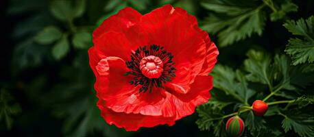 oben Aussicht von ein rot doppelt Mohn im voll blühen, mit ein selektiv Fokus und Kopieren Raum verfügbar. foto