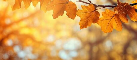 Herbst Park mit Eiche Baum Blätter fallen Hintergrund schön Landschaft foto