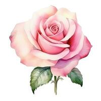 Aquarell Rose Blume isoliert foto