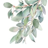 Aquarell Eukalyptus Blätter Rahmen isoliert foto