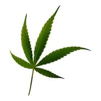 Marihuana Blatt auf ein Weiß Hintergrund foto