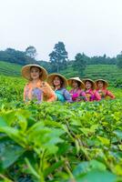 ein Gruppe von Tee Garten Bauern sind marschieren inmitten das Grün Tee Blätter foto