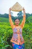 ein asiatisch Farmer wirft Tee Blätter von seine Bambus Korb auf zu das Boden foto