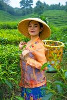 ein indonesisch Frau Arbeiten wie ein Tee Plantage Farmer tragen ein Orange Hemd foto