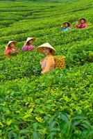 ein Gruppe von Tee Pflücker Stehen im das Mitte von ein Tee Garten beim Arbeit foto