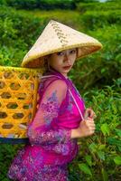 ein asiatisch Farmer im ein Rosa Kleid halten ein Bambus Korb während Arbeiten auf ein Tee Plantage foto