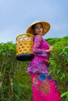 ein asiatisch Farmer im ein Rosa Kleid halten ein Bambus Korb während Arbeiten auf ein Tee Plantage foto