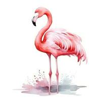 Aquarell Rosa Flamingo isoliert foto