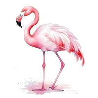 Aquarell Rosa Flamingo isoliert foto