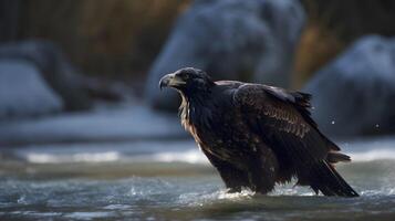 golden Adler aquila Chrysaetos Stehen im das flach Wasser im das Fluss. ai generiert foto