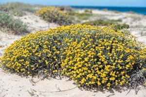 Lotus Cytisoides an der Küste von Ses Illetes Strand auf Formentera, Balearen in Spanien. foto