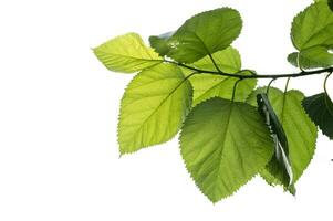 Grün Maulbeere Blätter auf Weiß Hintergrund foto