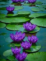 zwei lila Lotusblumen schwebend im ein Teich mit Grün Blätter ai generiert foto