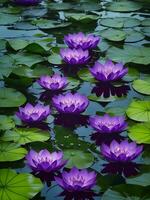 lila Lotus Blumen schwebend im ein Teich ai generiert foto