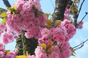 auffällig und hell Prunus Kanzan japanisch blühen Kirsche doppelt Schicht Blumen Nahansicht. Sakura Blüte. japanisch Kirsche Blüte. foto