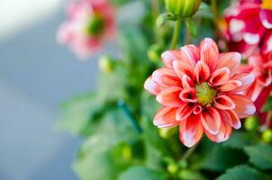 schön Orange und Rosa Farbe Blume im das Garten. foto