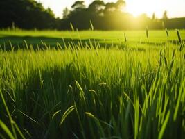 Grün Gras im das Sonne ai generiert foto