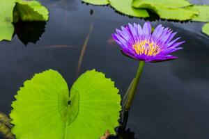 violette Lotusblume foto