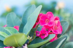 rot Krone von Dornen Blumen Euphorbia Milli desmoul foto