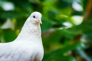 gescheckt Kaiserliche Taube Vogel foto