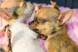 Baby Chihuahua nehmen ein Nickerchen foto