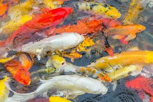 Hintergrund von bunt Koi Fisch foto