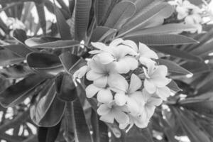 schließen oben von Plumeria oder Frangipani blühen foto