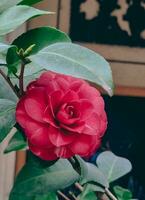 Nahansicht von ein Rosa Rose auf ein dunkel Grün Hintergrund. hoch Qualität Jahrgang Stil Foto