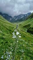 Blumen auf das Hintergrund von Felsen und Berge. Epos Himmel mit Wolken foto