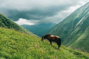 wild Pferd mögen Mustang grasen auf sauber alpin Wiesen. Blühen Wiesen gegen das Hintergrund von schön Wald Spitzen, das Sonne ist Einstellung, ein warm Sommer- Abend. hoch Qualität foto