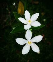 Blühen Blume im das Garten foto