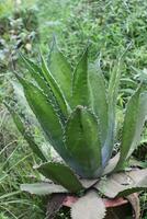 Agave Aloe vera Pflanzen Foto