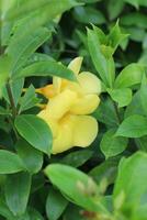 Gelb Hypericum Blume Foto