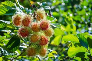 frisch organisch Rambutan Baum foto