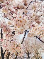 Sakura im Frühling foto