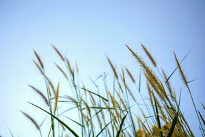 schön Gras Blumen im hell Blau Himmel Hintergrund. foto