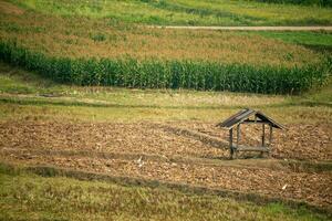 das landwirtschaftlich Bereich hat Grün Vegetation und Landwirte Hütten. foto