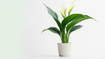 Foto von zantedeschia Blume im Topf isoliert auf Weiß Hintergrund. generativ ai