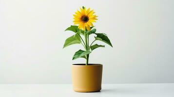Foto von Sonnenblume im Topf isoliert auf Weiß Hintergrund. generativ ai
